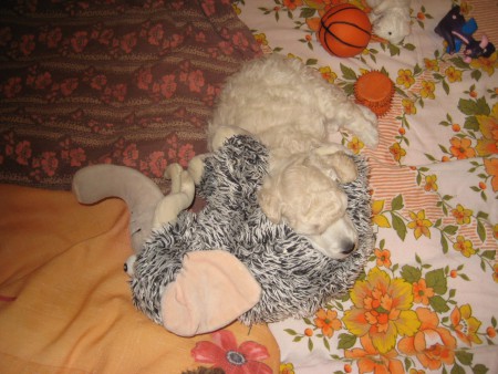 32. den: Dostal jsem náhradního plyšového sourozence...